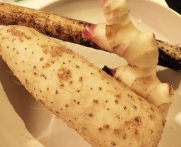 春の排出シーズンが終わり疲労回復に目をむけて