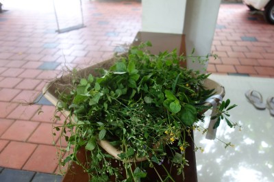 2017年春　南インド訪問記④　インドの食卓から見えたこと