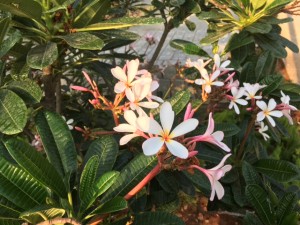 2017年春　南インド訪問記②　アシュラムでの生活から学ぶ事