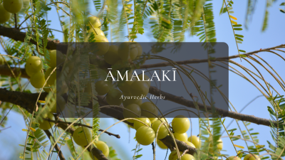 Ayurvedic Herbs ⑭アムラ – アーマラキー