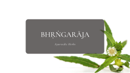 Ayurvedic Herbs ⑤ ブルンガラージャ -ブリンガラージ