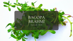 Ayurvedic Herbs ⑪ バコパ – ブラーンミー