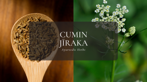Ayurvedic Herbs ⑮クミンシード – ジーラカ