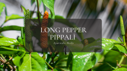 Ayurvedic Herbs ⑦ロングペッパー – ピッパリー