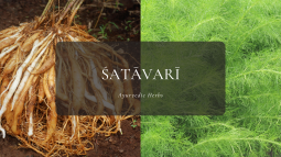 Ayurvedic Herbs ④シャターヴァリー
