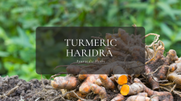 Ayurvedic Herbs ⑧ターメリック – ハリドラー